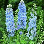 Delphinium Magic Fountain Sky Blue/White Bee
