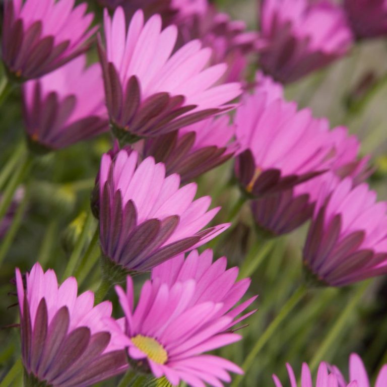 Osteospermum Pink - The Nunhead Gardener