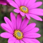 Osteospermum Pink