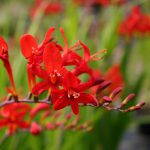 Crocosmia ‘Lucifer’ – Montbretia ‘Lucifer’