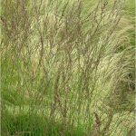 Molinia Caerulea Edith Dudszus