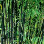 Phyllostachys Nigra (Bamboo)