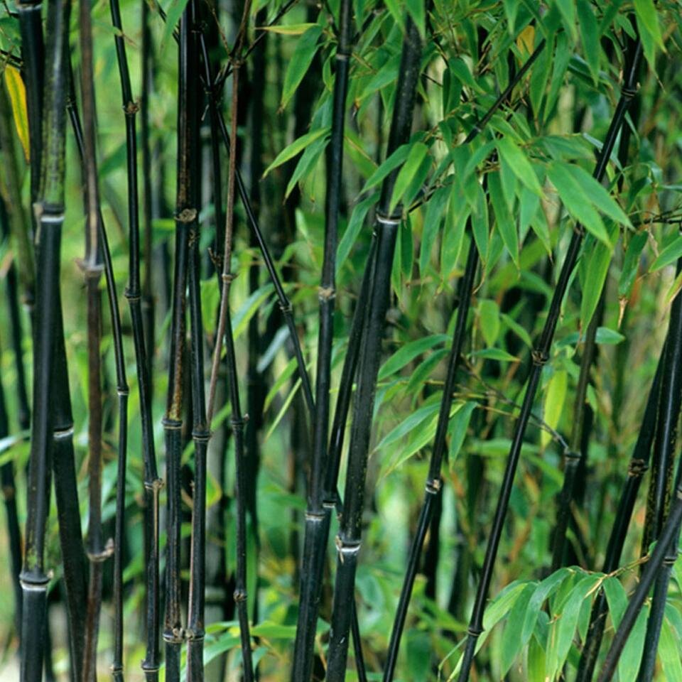 Phyllostachys Nigra (Bamboo) - The Nunhead Gardener