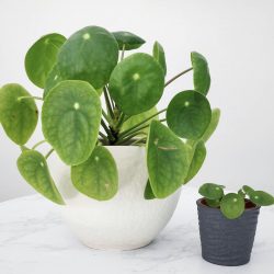 Pilea Peperomoides (Chinese Money Plant)