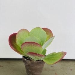 Kalanchoe Thyrsiflora – Flapjack Succulent