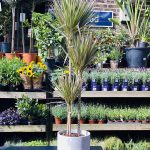 Dracaena Marginata Bicolor (Three Stem)