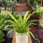 Asplenium Antiquum Osaka (Birds Nest Fern)