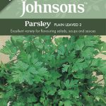 PARSLEY Plain Leaved 2