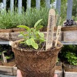 Sage Icterina (Salvia officinalis)