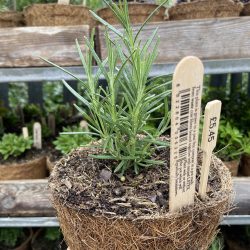Rosemary Miss Jessop (in Hairy Pot)