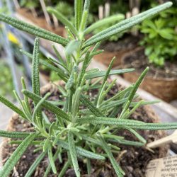Rosemary Miss Jessop (in Hairy Pot)