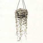 Ceropegia Woodii Varigated