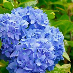 Hydrangea Macrophylla ‘Blue’