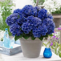 Hydrangea Macrophylla ‘Blue’