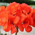 Geranium Zonal Orange