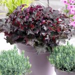 Heuchera Palace Purple