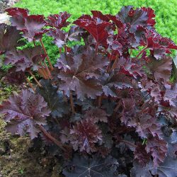 Heuchera Palace Purple