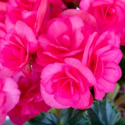 Empathy Ericaceous Seaweed