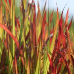 Imperata Cylindrica Red Baron