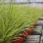Carex Brunnea Jubilo