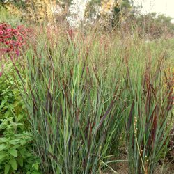 Panicum Virgatum Squaw