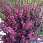 Calluna vulgaris ‘Garden Girls Pink’ – Scotch Heather