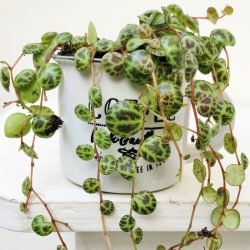 Peperomia Prostrata – String of Turtles
