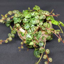 Peperomia Prostrata – String of Turtles