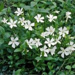 Vinca Minor Alba