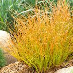 Carex Testacea Prairie Fire – New Zealand Sedge