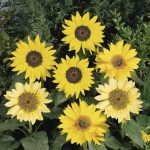 Helianthus Pacino Gold