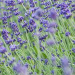 Lavandula Angustifolia ‘Ardèche Blue’ (English Ardèche Blue)