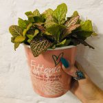 Fittonia in cup
