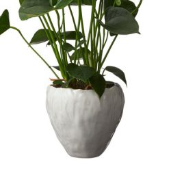 Parisa Pot – Off White