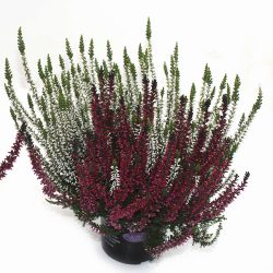 Calluna Twin Girls