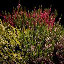 Calluna Twin Girls