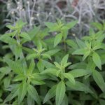 Verbena Lemon (Lippia citriodora)