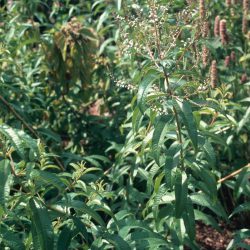 Verbena Lemon (Lippia citriodora)