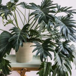 Philodendron xanadu