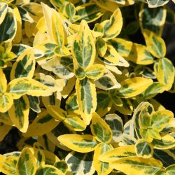 Euonymus Fortunei Emerald ‘n’ Gold