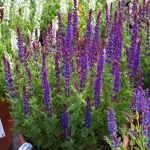 Salvia nemorosa ‘Ostfriesland’ – ( Salvia ‘East Friesland’ )