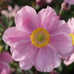 Anemone Serenade
