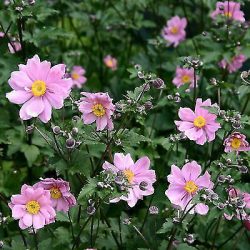 Anemone Serenade