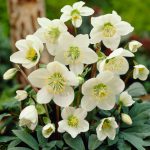 Helleborus niger Praecox