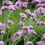 Lollipop dwarf verbena – Verbena bonariensis ‘Lollipop’