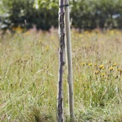 150cm Softwood Tree Stake