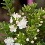 Myrtus Communis Tarentina