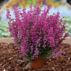 Erica Gracilis Pink