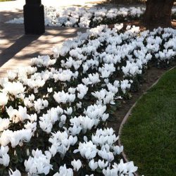 Cyclamen White