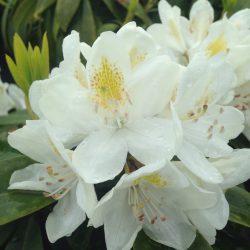 Rhododendron Hybrid White